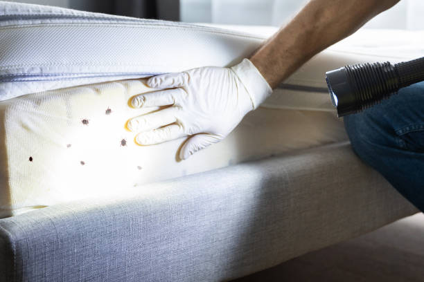 Best Pest Removal Services  in Woodruff, SC