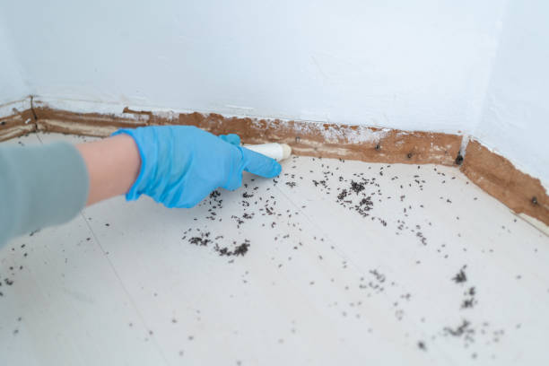 Best Insect Control  in Woodruff, SC